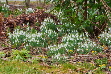 Closeup of beautiful white Snowdrops in nature . Zoom in on seasonal flowers growing in a peaceful field or forest. Macro details, texture and natural pattern of blossom in relaxing, quiet woods