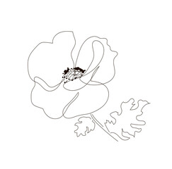 Illustration of a poppy with two leaves. Blossoming poppy with seeds in the style of one continuous line. Summer flower. Vector illustration, isolated on white background