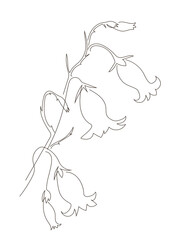Illustration of a bellflower. Bell flowers on a stem in the style of one continuous line. Summer field flower. Vector illustration, isolated on white background