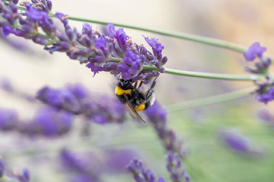 Petit bourdon qui butine des fleurs de lavande au soleil