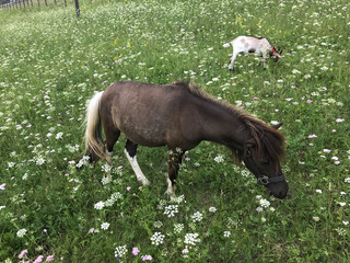 little pony horse walking on a green summer field