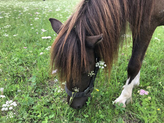 portrait of a cute pony with a mane walking in a green meadow