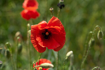 Fototapeta premium red poppy petal field wildflowers flower spring plant grass