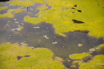 Environmental pollution. A pond or lake with green water and algae. Swampy terrain. An abandoned and unkempt pond.
