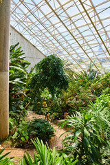 Greenhouse walking path in rain forest with glass ceiling