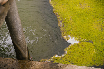 Environmental pollution. A pond or lake with green water and algae. Swampy terrain. An abandoned and unkempt pond.