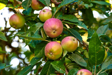Closeup of red and green apples growing on a tree in a quiet backyard on a sunny day. Zoom in on ripe fruit ready to be picked on an orchard farm. Macro details of sustainable organic agriculture