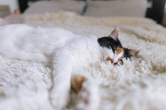 Multi colored kitty lying on bed in bedroom