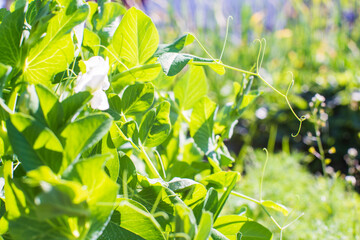 Fototapeta na wymiar Pea crops planted in soil get ripe under sun. Cultivated land close up with sprout. Agriculture plant growing in bed row. Green natural food crop