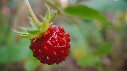 Wild strawberries in a pine forest. Forest strawberries grow in a summer pine forest.
