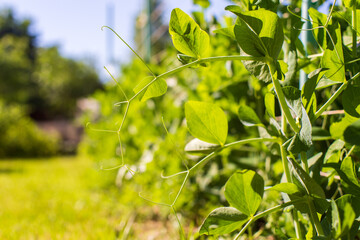 Pea crops planted in soil get ripe under sun. Cultivated land close up with sprout. Agriculture plant growing in bed row. Green natural food crop