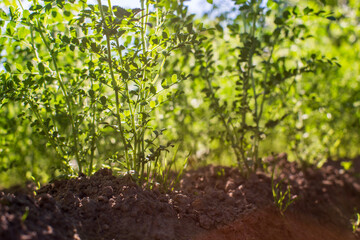 Chickpea crops planted in soil get ripe under sun. Cultivated land close up with sprout. Agriculture plant growing in bed row. Green natural food crop