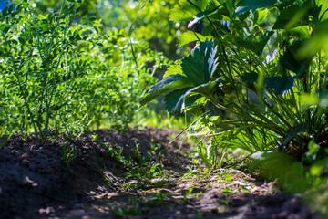 Crops planted in soil get ripe under sun. Cultivated land close up with sprout. Agriculture plant growing in bed row. Green natural food crop