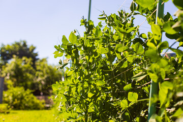 Pea crops planted in soil get ripe under sun. Cultivated land close up with sprout. Agriculture plant growing in bed row. Green natural food crop