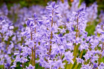 Bright Bluebell flowers bloom in a garden outdoors in a backyard. Closeup detail of purple plants growing in nature or in a park on a spring day. Vibrant foliage blossoming in a yard in summer