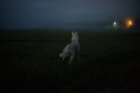 Walking with a white dog by night in the field during the full moon 