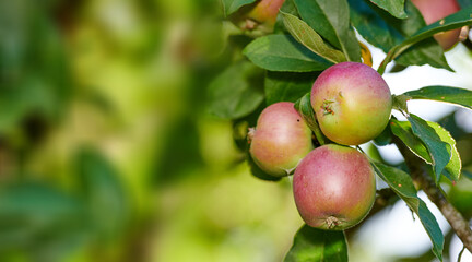 Apples in my gardenm. A red apple orchard outdoors on a farm during sunny autumn. Ripe organic crops growing and hanging on a lush green fruit tree branch ready for harvest on a sunny summer day.