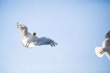 Seagull flying on blue clear sky background. Close-up shot