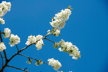 Below a branch of Cherry blossom flower in a quiet park against a blue sky with copy space. White flowers growing in harmony with nature in a backyard or garden, adding beauty and zen in nature