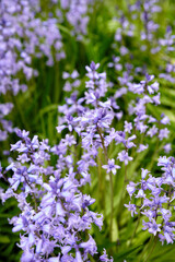 Vibrant Bluebell flowers growing in a garden on a spring day. Closeup detail of beautiful purple plants blooming in a bright green bush outdoors in a park. Colorful foliage blossoming outside