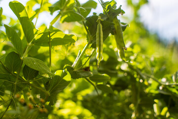 Pea crops planted in soil get ripe under sun. Cultivated land close up with sprout. Agriculture plant growing in bed row. Green natural food crop