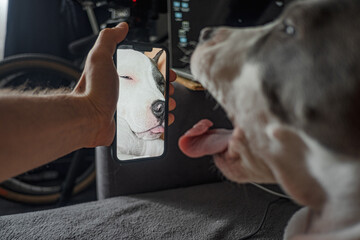 Strange Funny Dog Face Grimace Phone Picture