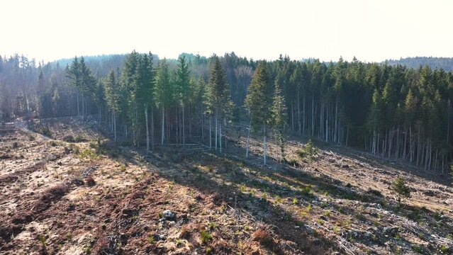 Aerial view of pine forest with large area of cut down trees as result of global deforestation industry. Harmful human influence on world ecology