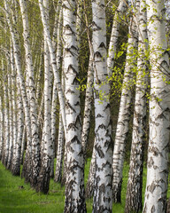 Fototapeta premium a row of willow trees