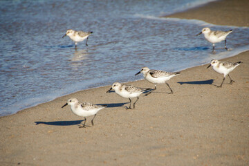 Sandpipers at the Beach