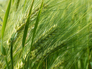 Spikelets of rye on the field, on an summer day. Close-up