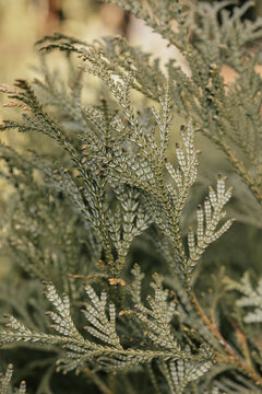 Close up of green branches of thuja tree