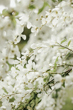 Close up of bird cherry tree with white blossom