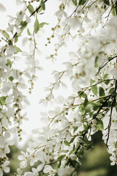 Spring blossom on bird cherry tree