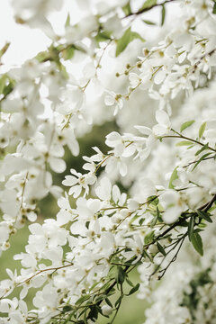 White blossoming on branches of bird cherry tree