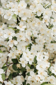 Branches of bird cherry tree with white flowers