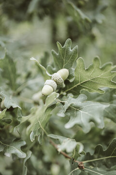 Oak branches with green leaves and acorns