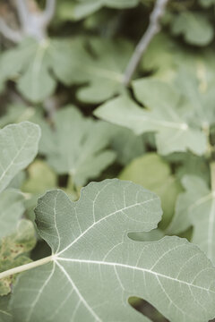 Young green leaves on branches of oak tree