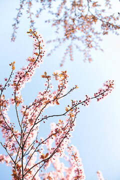 Flowering cherry tree with blue sky on background