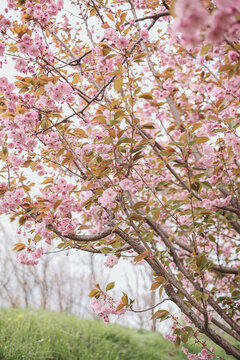 Pink flowers blooming on sakura tree