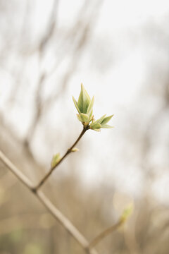 Close up of tree branches with young small green leaves