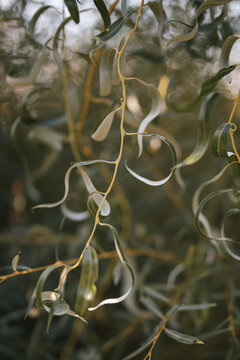 Thin branches with green leaves on willow tree