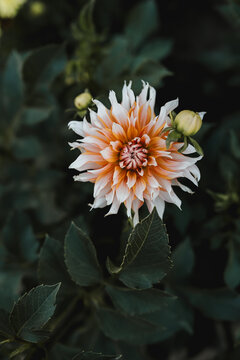 Green bush with blooming dahlia flower and buds