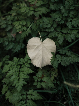 Close up of one dry leaf lying on fresh grass