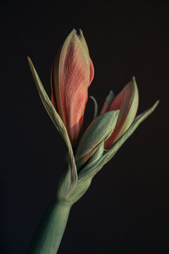 Alstroemeria flower with three buds over black background