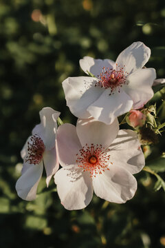 Beautiful flowers with five petals and multiple red stamen