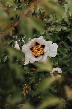 Green bush with beautiful white blossom
