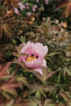 Close up of soft pink flower growing on green bush