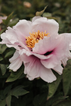 White flower with yellow stamen blooming on green bush