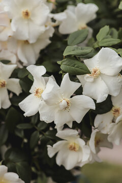 Beautiful white blossom growing on green wild bush