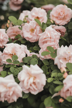 Profuse flowering of pink roses on green bush